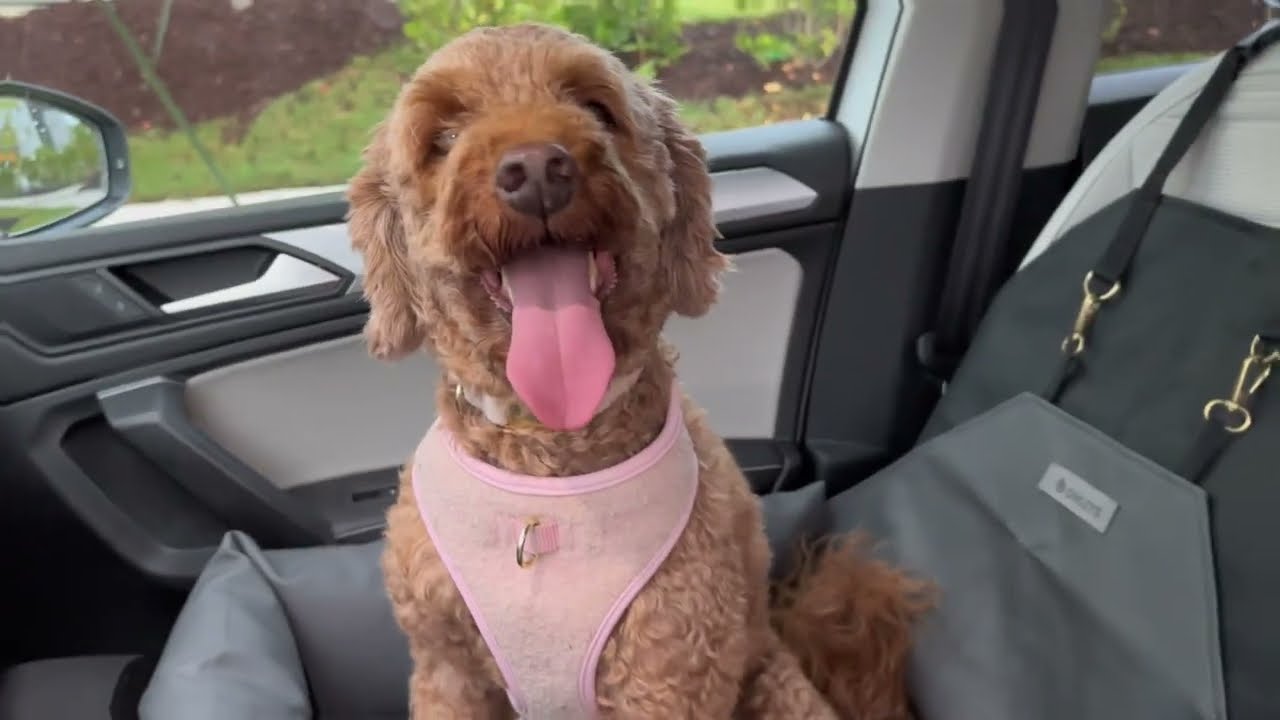 youtube placeholder image